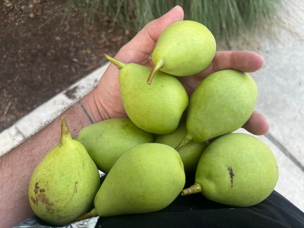 A pile of green pears