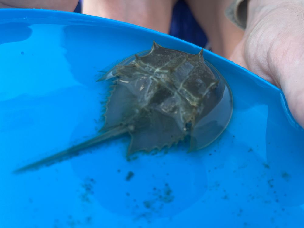 A small horseshoe crab in a blue frisbee